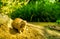 Cute portrait of a black tailed prairie dog, tropical rodent specie from America