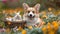 Cute portrait of a corgi puppy with white baby rabbit sitting in the basket with eggs, in the spring garden