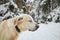 Cute portrait dog in winter nature