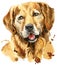 Cute portrait of golden retriever. Vector illustration