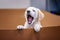 Cute portrait of Labrador Puppy crawls out of a paper box. He`s yawns. 2 months old and beautiful little dog