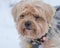 Cute portrait of a large yorkshire terrier playing in the snow