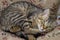 Cute portrait of a lazy sleeping striped beautiful cat. Young furry cat enjoy lying on the couch, bury oneself in the paws