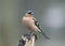 cute portrait of a little beautiful bird Finch sitting in a spring garden on a tree