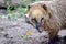 Cute Portrait of Nasua Nasua Looking Head Closeup