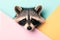 Cute portrait of a raccoon peeking out on a colored background, mockup