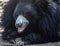 Cute Portrait of a sloth bear