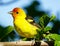 Cute Portrait of a Western Tanager Bird