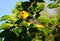 Cute Portrait of a Western Tanager Bird