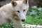 Cute Portrait of White Arctic Wolf Closeup