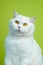 Cute portrait of white furry cat on green chromakey background. Studio photo. Luxurious isolated domestic kitty.