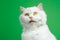 Cute portrait of white furry cat licks oneself on green chromakey background. Studio photo. Luxurious isolated domestic