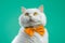 Cute portrait of white furry cat in orange bowtie on turquoise chromakey background. Studio. Luxurious isolated domestic