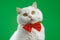 Cute portrait of white furry cat in red bowtie on green chromakey background. Studio. Luxurious isolated domestic kitty.