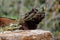 Cute portrait of a young mishmi takin playing with a branch