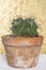 Cute potted cactus on wooden table