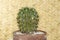 Cute potted cactus on wooden table