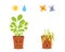 Cute potted plants characters with watering and sunlight symbols. Happy blossom vs sad wilted flowers isolated on white