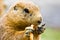 Cute prairie dog