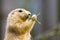 Cute prairie dog