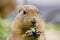 Cute prairie dog