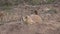 Cute Prairie Dog