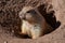 Cute Prairie Dog Climbing Out of a Hole