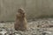 Cute prairie dog curious watching