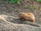 A cute Prairie dog laying down on a burrow entrance.