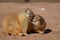 Cute Prairie Dog Nipping At his Friend