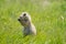 Cute prairie dog in the prairie dog town in Devils Tower National Monument, eating sunflower seeds