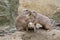 Cute prairie dogs