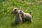 Cute prairie dogs in the prairie dog town in Devils Tower National Monument, eating sunflower seeds. Only one animal in focus, on