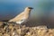 A cute Pranticole bird with a nice blue background