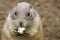 Cute prarie dog