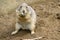 Cute prarie dog