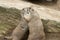 Cute prarie dog