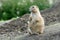 Cute prarie dog