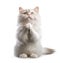 Cute praying cat, isolated on white background, funny pets concept, realistic illustration, generative ai