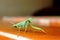 Cute Praying Mantis Green Indoor
