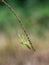 cute praying mantis hang on grass