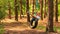 Cute preschool child girl swinging on tire swing in summer park