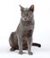 Cute and pretty cat roan isolated