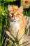 Cute pretty curious red female cat posing outdoors for camera at countryside at sunset