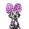 Cute pretty dog with bow-knot and necklace