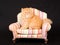Cute pretty Persian kitten on chair