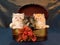 Cute pretty Persian kittens in gift box