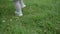 Cute pretty toddler little baby daughter girl walking on grass in spring park. Happy infant child take first steps