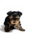 Cute pretty Yorkshire terrier puppy dog sitting