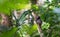 Cute Primate Hiding Among Green Tropical Trees in Wildlife Close-Up